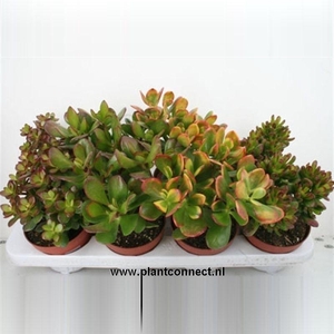 139 Crassula mix 12 cm