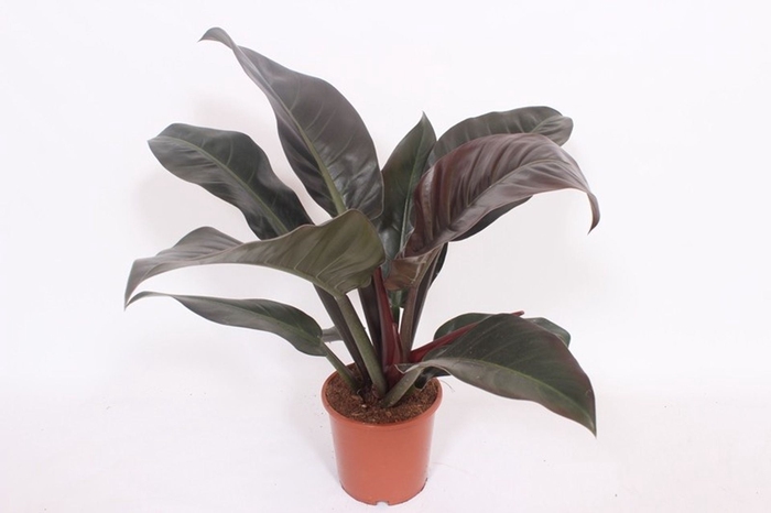 <h4>Philodendron Imperial Red</h4>