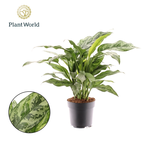 <h4>Aglaonema Romeo</h4>