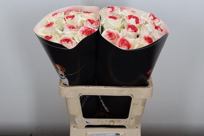 <h4>R Ov Wx Wit + Rood</h4>