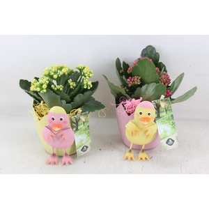 arr2 JS - Zink kuiken mix