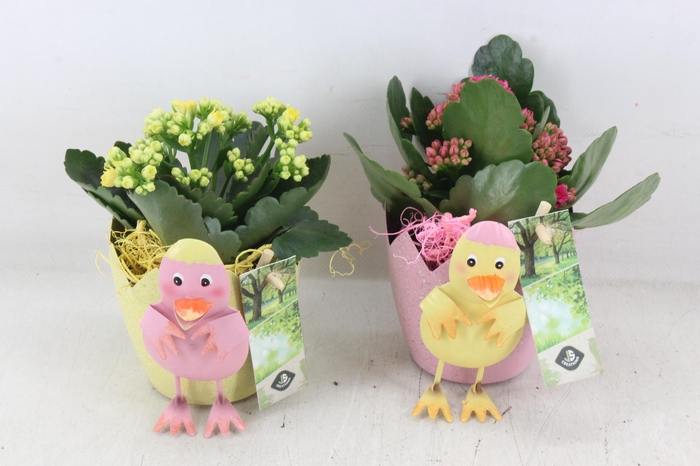 <h4>arr2 JS - Zink kuiken mix</h4>