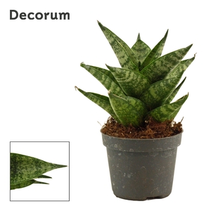 Sansevieria Brilliant Crown 6 cm (Decorum)
