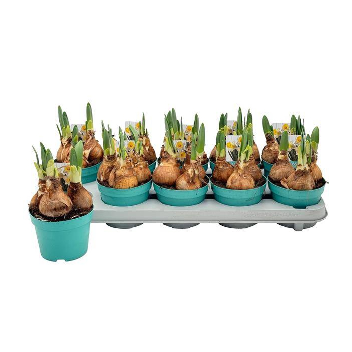 <h4>Narcissus Attraction 12Ø 15cm</h4>