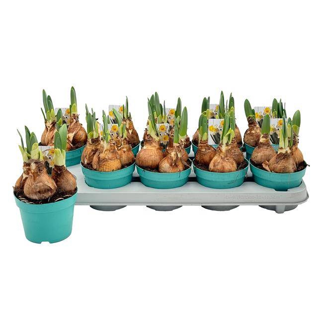 Narcissus Attraction 12Ø 15cm
