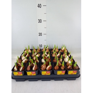 Tulipa DU 'Yellow Baby'