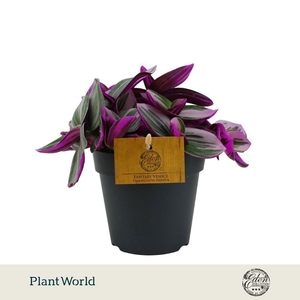 Tradescantia Nanouk P12