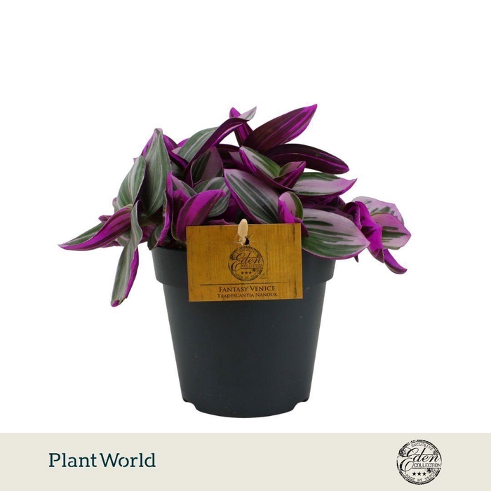 <h4>Tradescantia Nanouk P12</h4>
