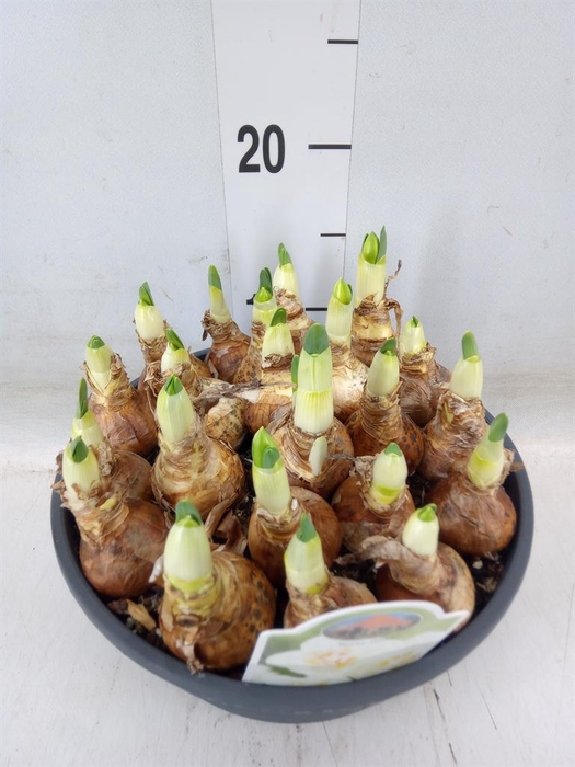 <h4>Narcissus DU 'Abba'</h4>