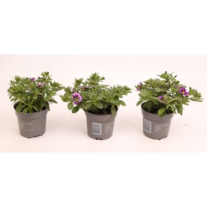 Calibrachoa Cabaret Blue Bumble Bee