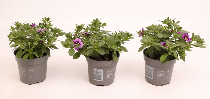 <h4>Calibrachoa Cabaret Blue Bumble Bee</h4>