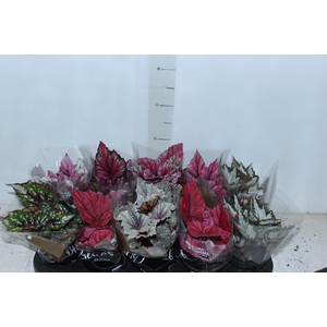 BEGONIA BELEAF P11 PO