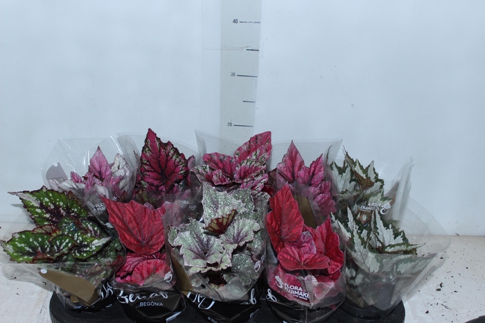 <h4>BEGONIA BELEAF P11 PO</h4>