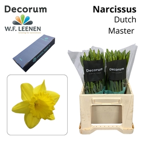 Narcissus Dutch Master Small Box 100