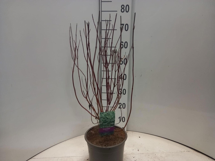 <h4>Cornus alba Elegantissima</h4>