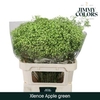 Gyps Grof Apple Green (dip)