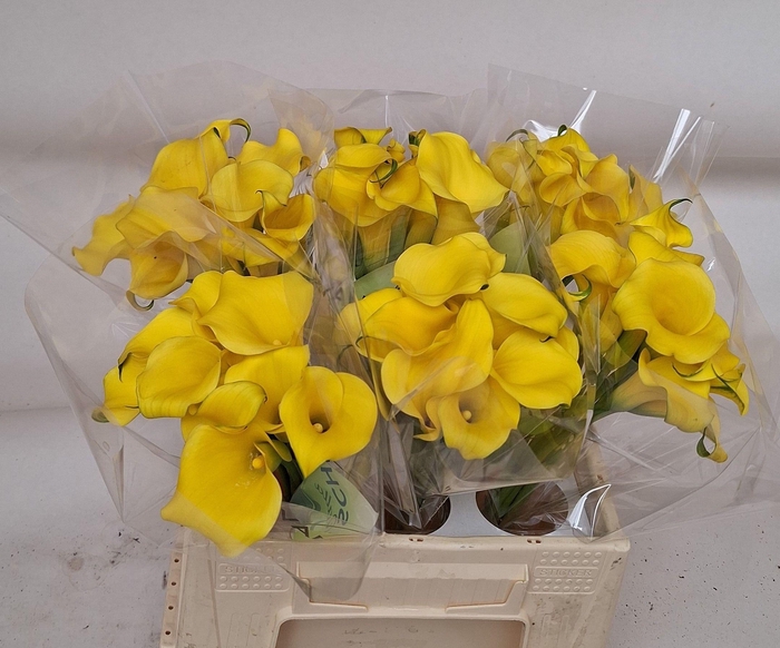 <h4>ZANT MONTE CARLO</h4>