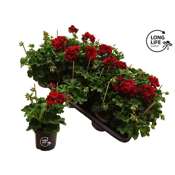 <h4>LongLife Peltatum Double Dark Red</h4>