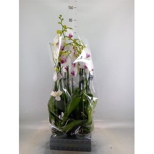 Phalaenopsis  'Red Lips'