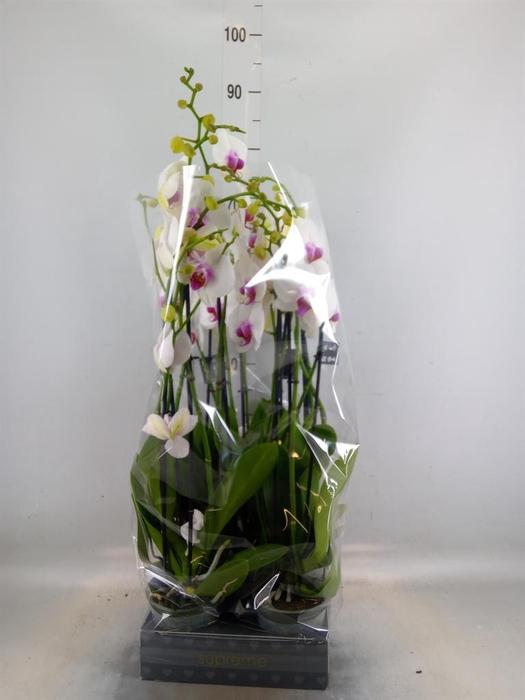 <h4>Phalaenopsis  'Red Lips'</h4>