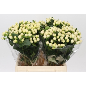Hypericum Cool Romance