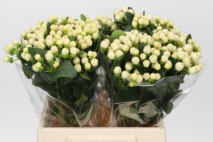 <h4>Hypericum Cool Romance</h4>