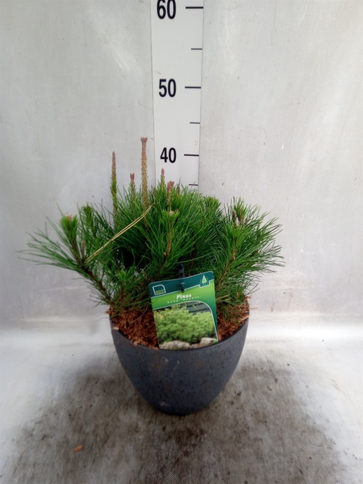 Pinus mugo