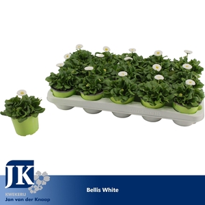 Bellis White p10.5
