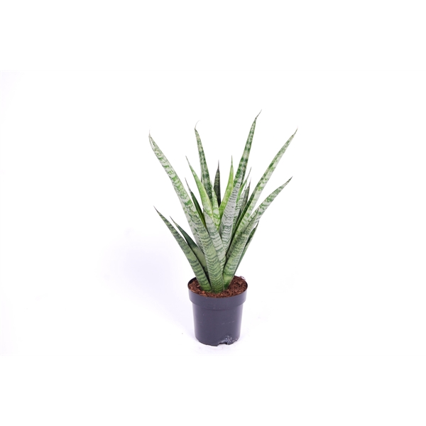 <h4>Sansevieria 'trifciata' Pineapple P10,5</h4>