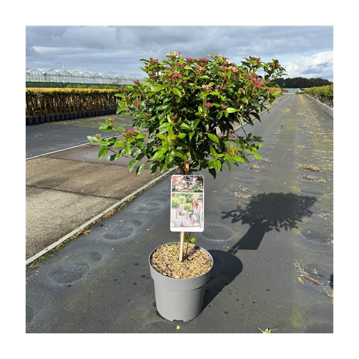 <h4>Viburnum tinus C9</h4>