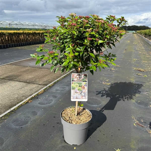 Viburnum tinus C9