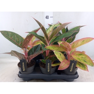 Aglaonema   ...