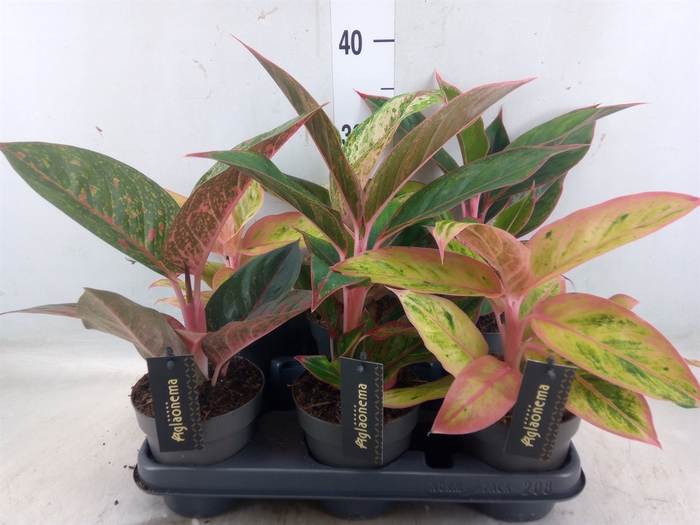 <h4>Aglaonema   ...</h4>