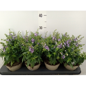 Angelonia  'Serena Purple'