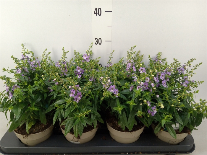 <h4>Angelonia  'Serena Purple'</h4>