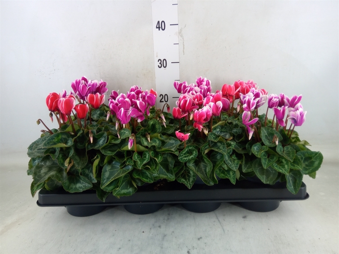 <h4>Cyclamen MD 'Allure'</h4>