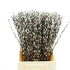 Salix Ca Snow Flake