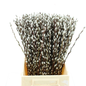 Salix Caprea 'snow Flake' (ch) Fresh!