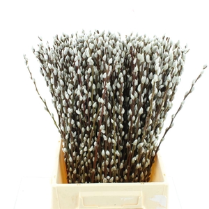 Salix Caprea 'snow Flake' (ch) Fresh!