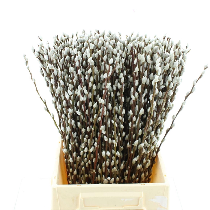 <h4>Salix Caprea 'snow Flake' (ch) Fresh!</h4>