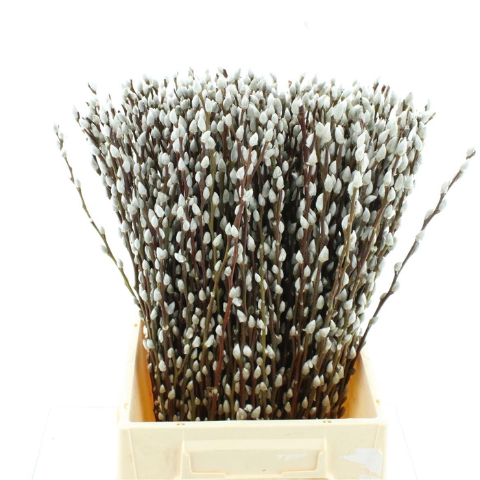 <h4>Salix Caprea 'snow Flake' (ch) Fresh!</h4>