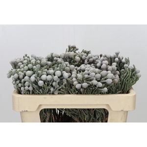 Kaaps Groen Silver Brunia