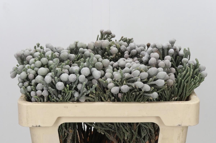 <h4>Kaaps Groen Silver Brunia</h4>