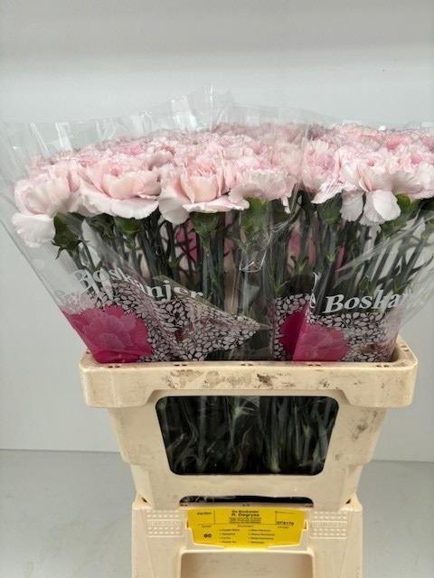 <h4>DI ST BRIDAL DAMASCU</h4>