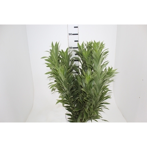FOLHAGEM DRACENA PLEOMELE CINZA