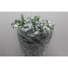 Euc Cinerea 300gr (fr)