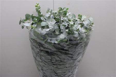 Euc Cinerea 300gr (fr)