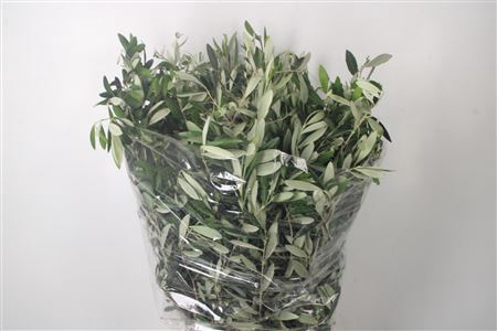 <h4>Olijf Per Bunch 400 Gram</h4>