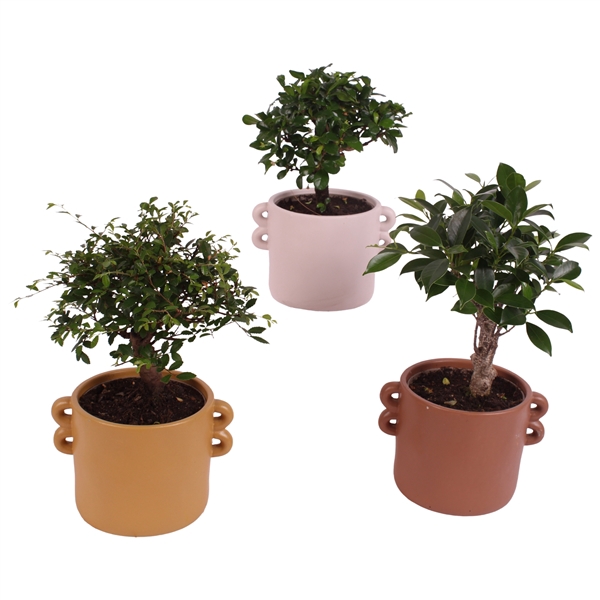 <h4>Bonsai Indoor Mix Ø12cm Ball Shape in Ø17cm Ceramic EV562</h4>