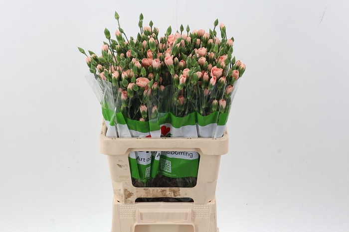 <h4>Di Tr Hamada x20</h4>